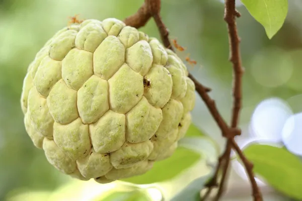 Custard_Apple_Plant_(Hybrid,_Pack_of_1)