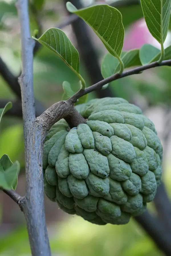 Custard_Apple_Plant_(Hybrid,_Pack_of_1)