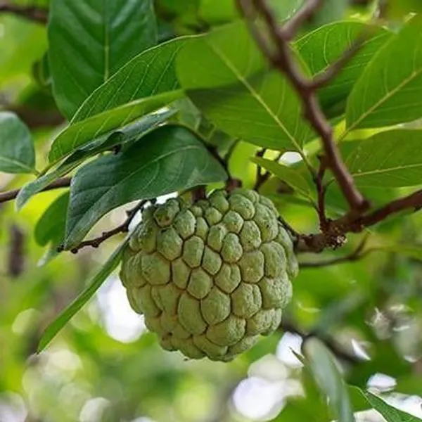 Custard_Apple_Plant_(Hybrid,_Pack_of_1)