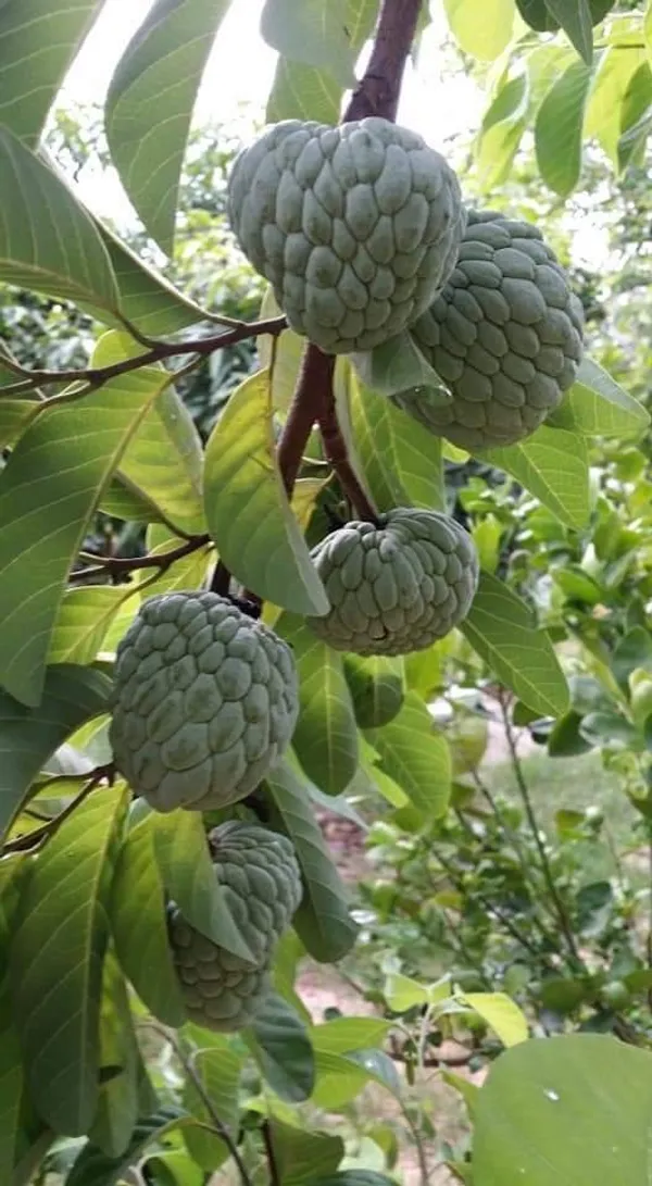 Custard_Apple_Plant_(Hybrid,_Pack_of_1)