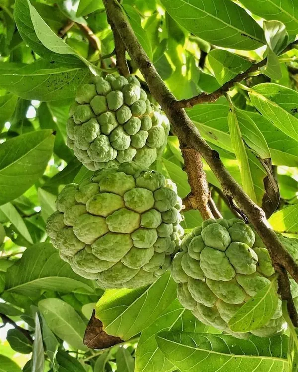Custard_Apple_Plant_(Hybrid,_Pack_of_1)