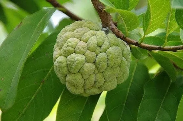 Custard_Apple_Plant_(Hybrid,_Pack_of_1)