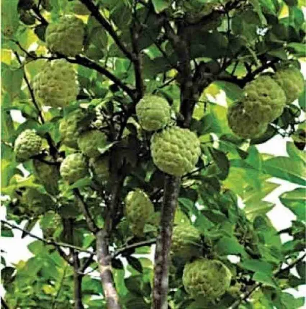 Custard_Apple_Plant_(Hybrid,_Pack_of_1)