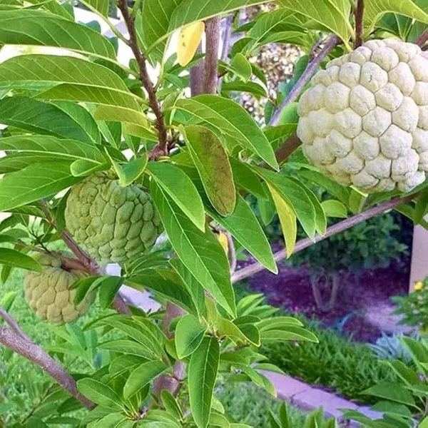 Custard_Apple_Plant_(Hybrid,_Pack_of_1)