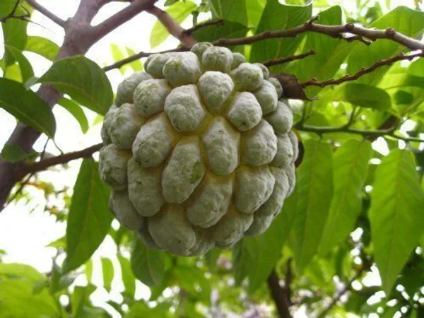 Custard_Apple_Plant_(Hybrid,_Pack_of_1)