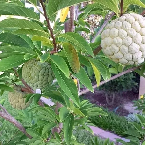Custard_Apple_Plant_(Hybrid,_Pack_of_1)