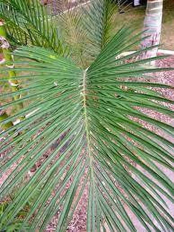 Cycus_Revoluta_Plant_(Hybrid,_Pack_of_1)
