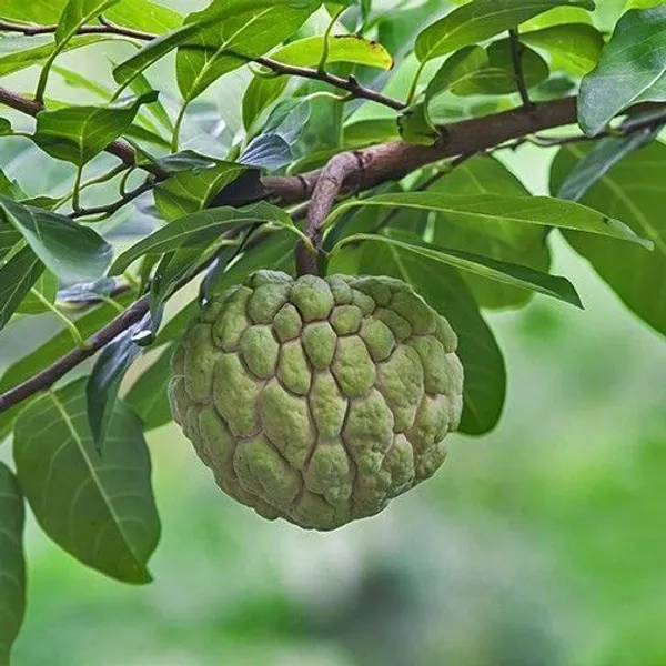 Custard_Apple_Plant_(Hybrid,_Pack_of_1)