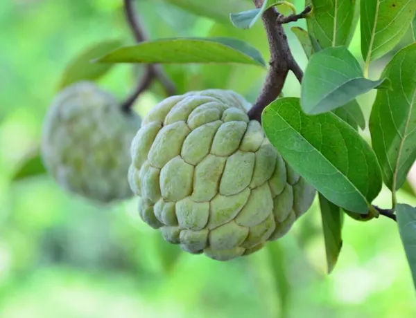 Custard_Apple_Plant_(Hybrid,_Pack_of_1)