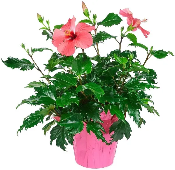 Hibiscus_Plant_(Hybrid,_Pack_of_1)