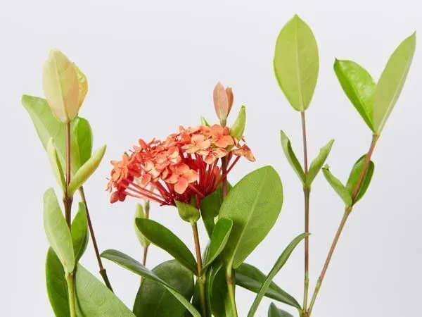 Trothic_Ixora/Chethi_Plant_(Hybrid,_Pack_of_1)