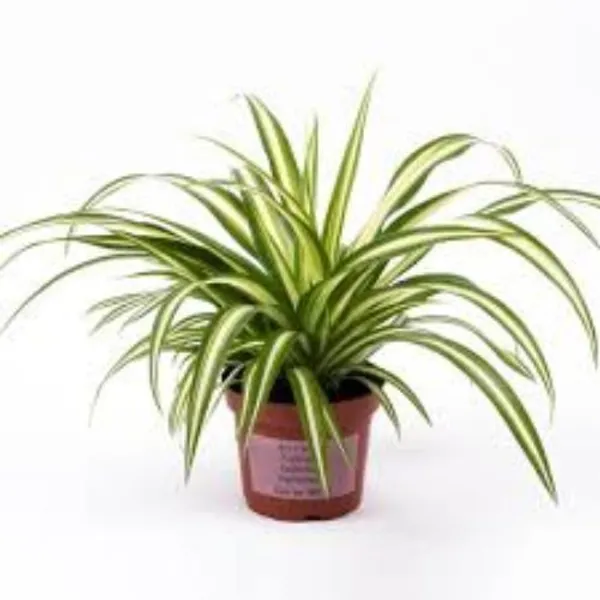 Spider_Plant_(Hybrid,_Pack_of_1)