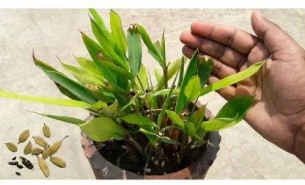 Elaichi/Cardamom_Plant_(Hybrid,_Pack_of_1)