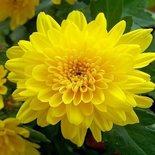 Chrysanthemums/_Guldavari_Plant_(Hybrid,_Pack_of_1)