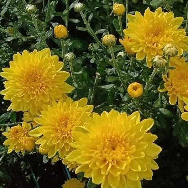 Chrysanthemums/_Guldavari_Plant_(Hybrid,_Pack_of_1)