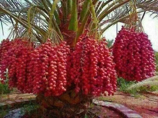 ZZ_Plant_(Hybrid,_Pack_of_1)