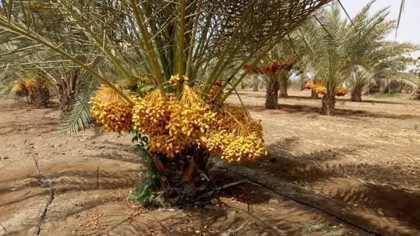 ZZ_Plant_(Hybrid,_Pack_of_1)