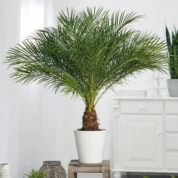 ZZ_Plant_(Hybrid,_Pack_of_1)