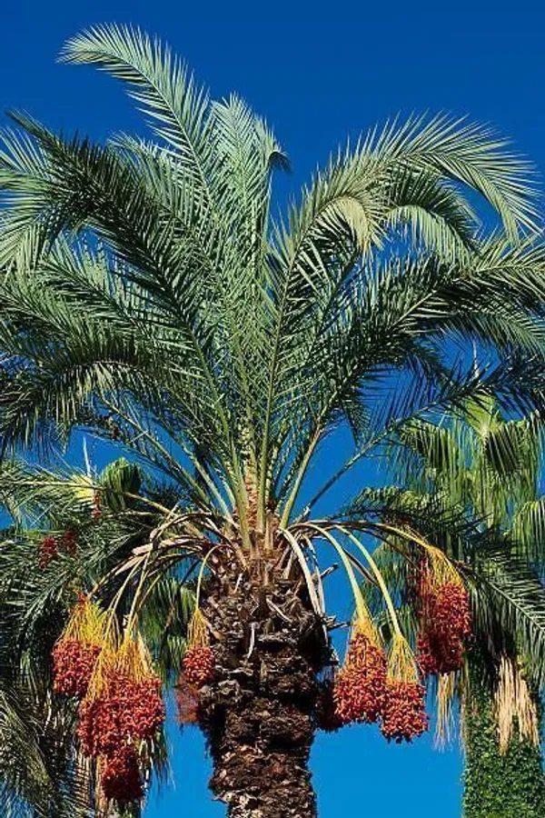 ZZ_Plant_(Hybrid,_Pack_of_1)
