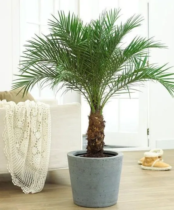 ZZ_Plant_(Hybrid,_Pack_of_1)