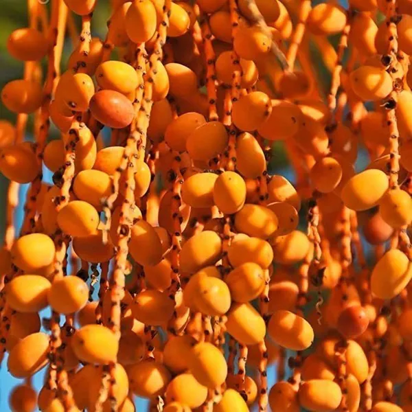 ZZ_Plant_(Hybrid,_Pack_of_1)