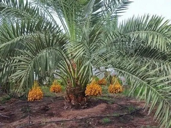 ZZ_Plant_(Hybrid,_Pack_of_1)