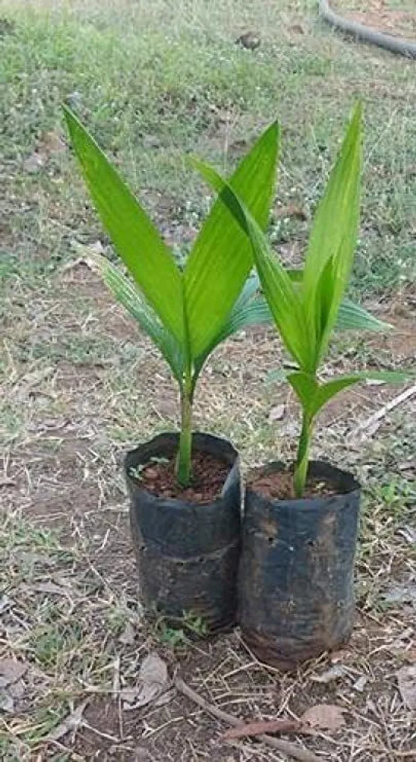 Betel_Nut/Supari_Plant_(Hybrid,_Pack_of_1)