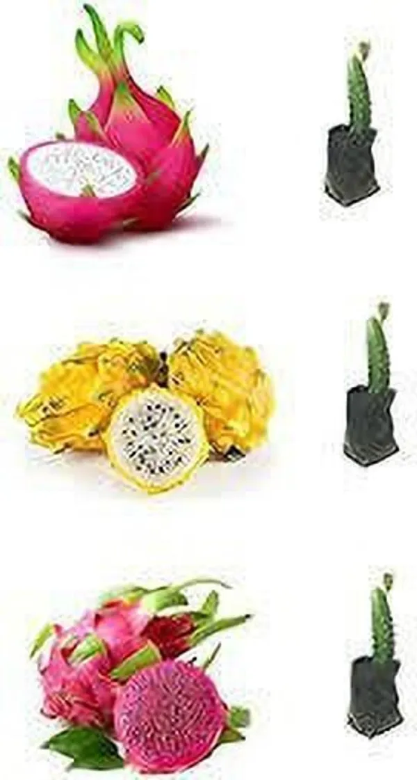 Dragon_Tree_(Hybrid,_Pack_of_1)