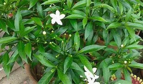 Jasmine_Plant_(Hybrid,_Pack_of_1)
