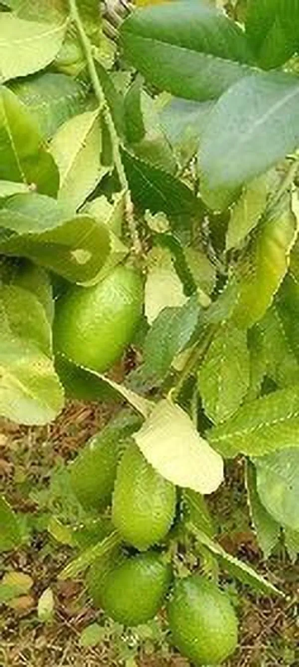 Lemon_Plant_(Hybrid,_Pack_of_1)