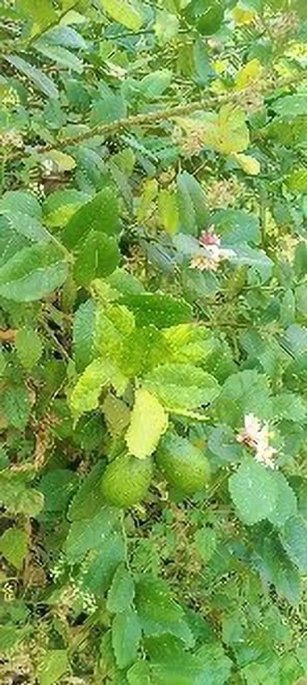 Lemon_Plant_(Hybrid,_Pack_of_1)