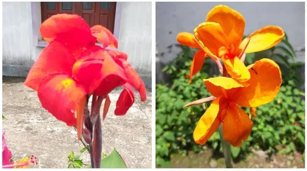Canna_Lily_Plant_(Hybrid,_Pack_of_1)