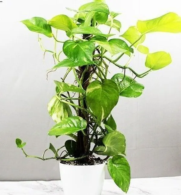 Money_Plant_(Hybrid,_Pack_of_1)