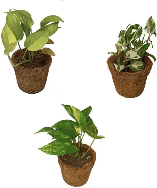 Money_Plant_(Hybrid,_Pack_of_1)