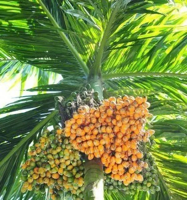 Betel_Nut/Supari_Plant_(Hybrid,_Pack_of_1)