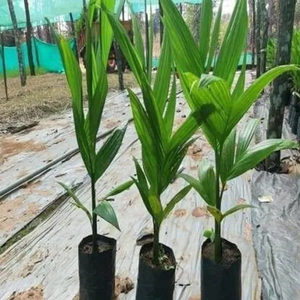 Betel_Nut/Supari_Plant_(Hybrid,_Pack_of_1)