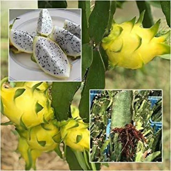 Dragon_Tree_(Hybrid,_Pack_of_1)