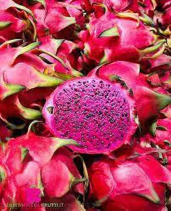 Dragon_Tree_(Hybrid,_Pack_of_1)