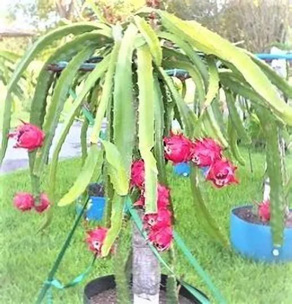 Dragon_Tree_(Hybrid,_Pack_of_1)