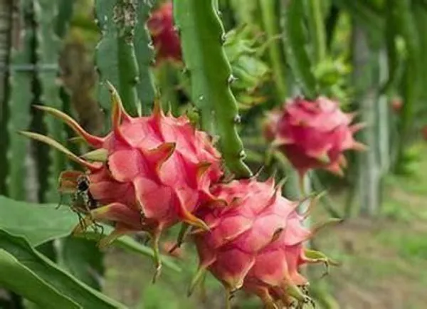 Dragon_Tree_(Hybrid,_Pack_of_1)