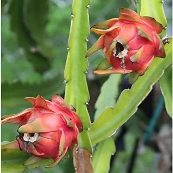 Dragon_Tree_(Hybrid,_Pack_of_1)