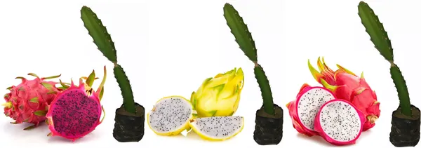 Dragon_Tree_(Hybrid,_Pack_of_1)