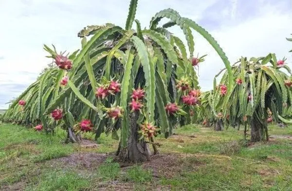 Dragon_Tree_(Hybrid,_Pack_of_1)