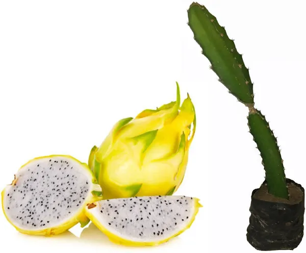 Dragon_Tree_(Hybrid,_Pack_of_1)