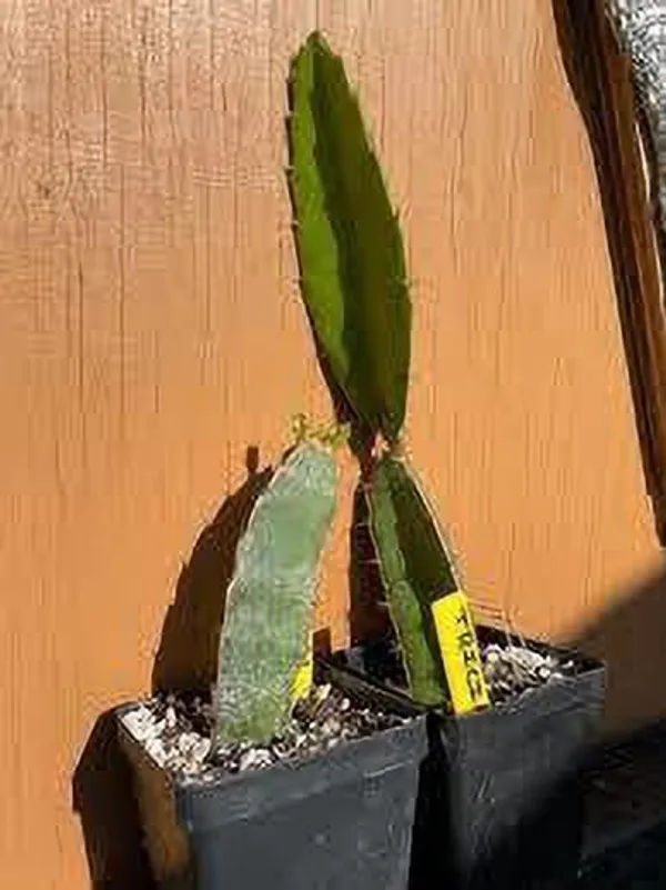 Dragon_Tree_(Hybrid,_Pack_of_1)