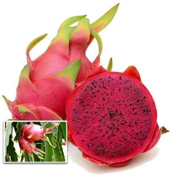 Dragon_Tree_(Hybrid,_Pack_of_1)