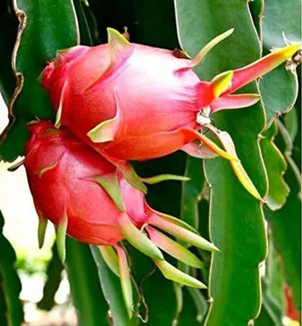 Dragon_Tree_(Hybrid,_Pack_of_1)