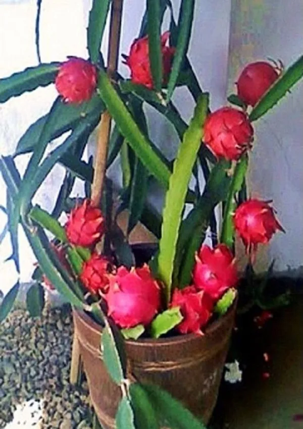 Dragon_Tree_(Hybrid,_Pack_of_1)