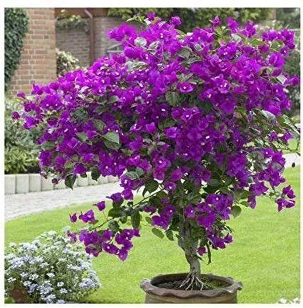 Baugainvillea_Plant_(Hybrid,_Pack_of_1)