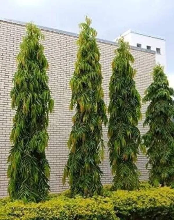 Ashok_Plant_(Hybrid,_Pack_of_1)